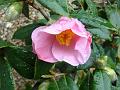 2011-0219-1330_Camelia_6,2C